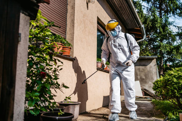 Best Wasp Removal Services  in Scissors, TX
