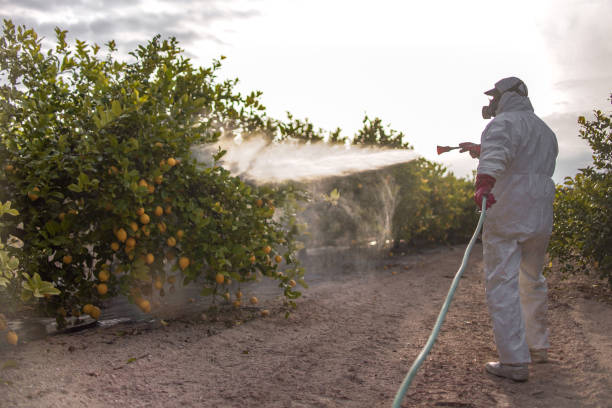 Best Local Pest Control Services  in Scissors, TX