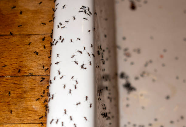 Scissors, TX Pest Control Company